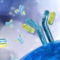 Antibody