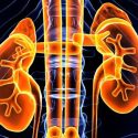 Human kidneys