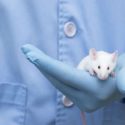 Lab mouse