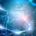 Neurons