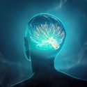 Neurons in the brain