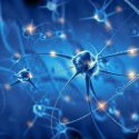Neurons