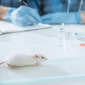 Mouse in laboratory