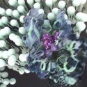G-protein coupled receptors