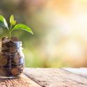 Seed fund