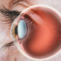Structure of the eye