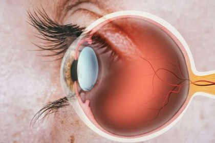Structure of the eye