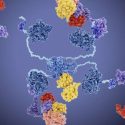 Protein degrader