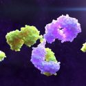 Bispecific antibodies