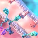 CAR-T cell therapy