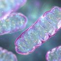 Mitochondria