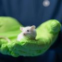 Humanised mouse models